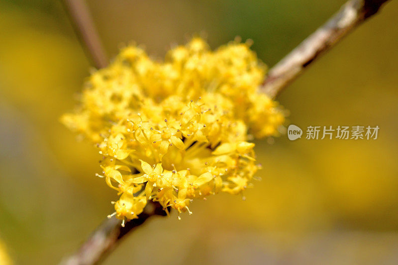 山茱萸/日本山茱萸花